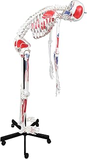 Jackson Global JS00037 Full Size (67") Flexible Human Skeleton with Hand Painted Muscles | Flexible Articulated Spinal Column | Pelvic Mounted On Roller Base | Dust Cover | Corresponding Key Card