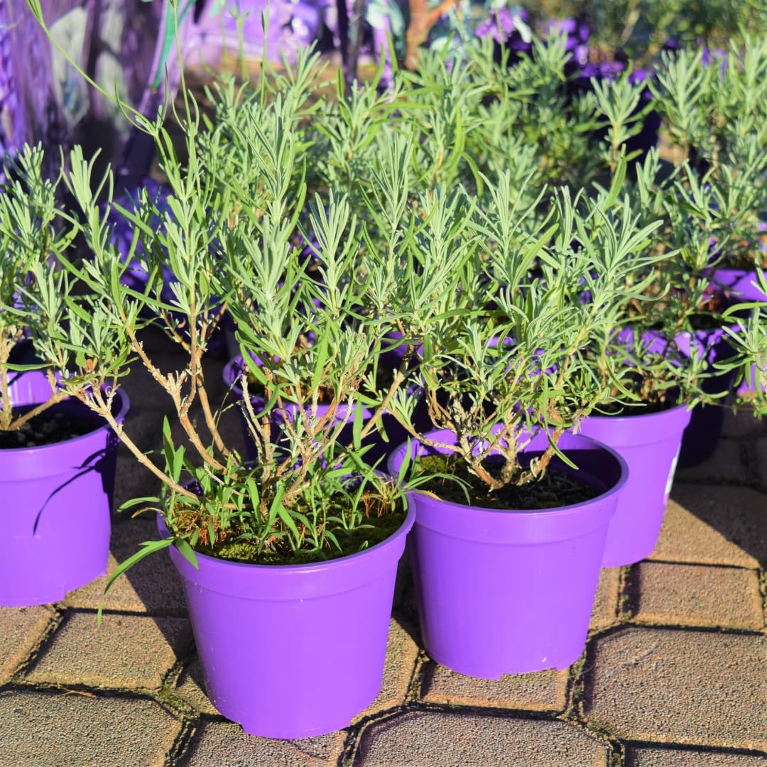 2 Live Lavender Plant Indoor Outdoor for Planting, Live