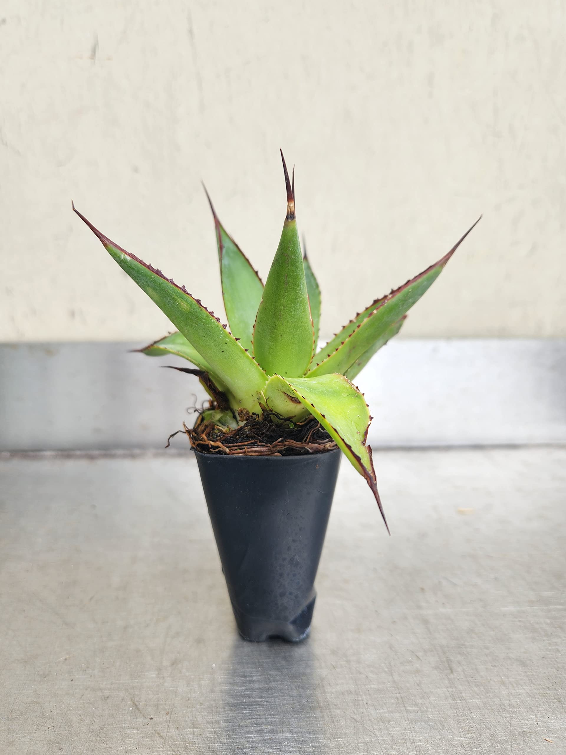 Amazon.com : Sandys Nursery Online Agave Blue Glow, Starter Plant : Patio,  Lawn & Garden