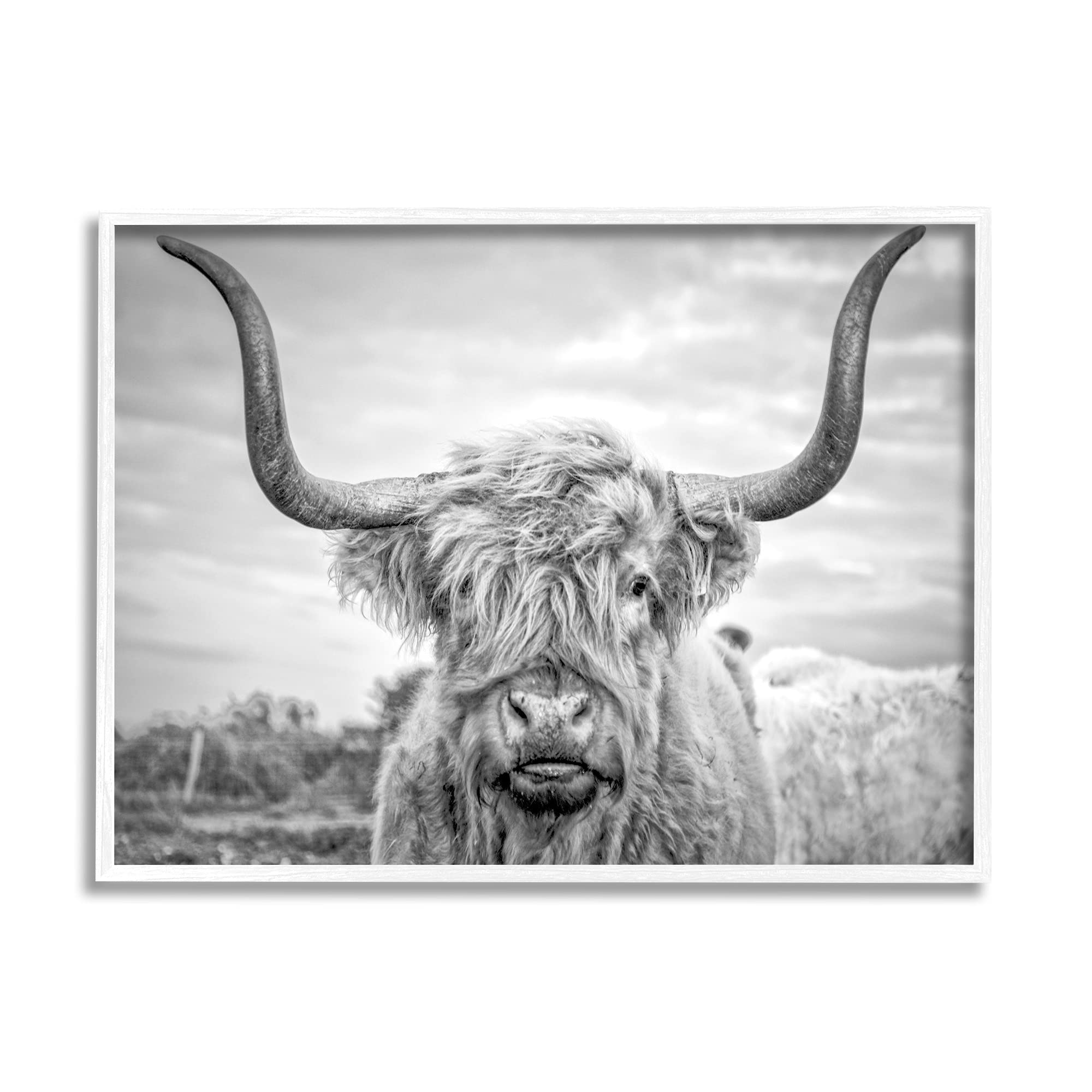 Stupell Industries Black Highland Cow Photograph, Design by Joe Reynolds White Framed Wall Art, 11 x 14