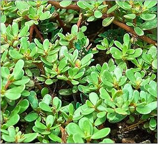 500+ Purslane Seeds Green | Non-GMO | Fresh Garden Seeds | Portulaca oleracea