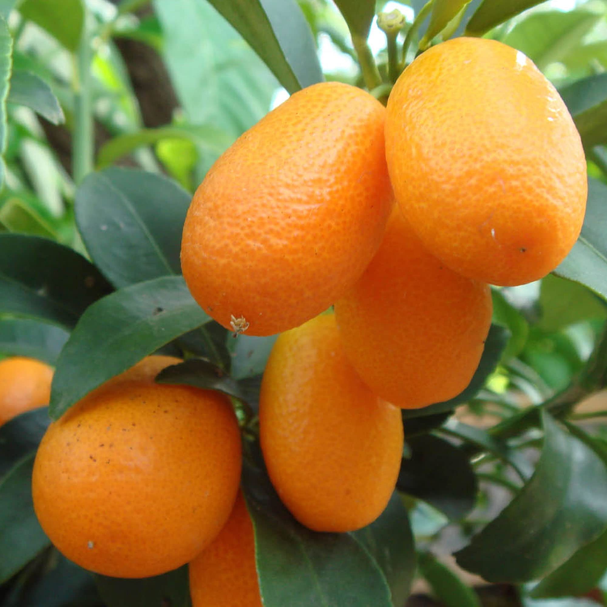 Grand arbre de kumquat citronné, cultivez vos propres fruits à la maison en intérieur ou en extérieur. Jardin.