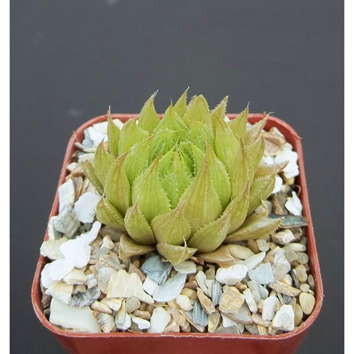Buy 2" Plant Haworthia cooperi VAR. gordoniana, Rare Bonsai Cacti