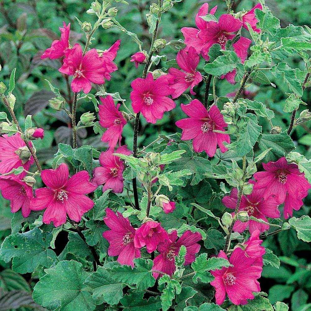 Bedwen Lavatera 'Burgundy Wine' Plug Plant x3 – Fast-Growing Semi-Evergreen Tree Mallow with Deep Burgundy-Pink Flowers for Borders, Cottage Gardens & Summer Colour