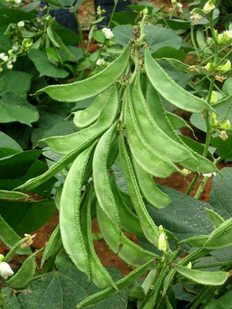 Creative Farmer Hybrid Dolichus Beans Seeds (B01MA1RYHH) Amazon Price History, Amazon Price Tracker