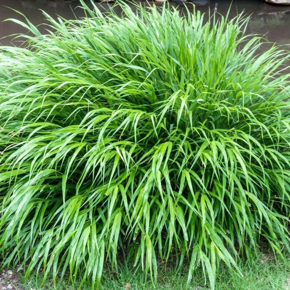 Hakonechloa Grass Live Plant, Japanese Forest Grass Plants, Perennial Hakonechloa Grass Plants Live, Live Ornamental Grass Starter Plants, Appx 4 to 6 Inch Tall
