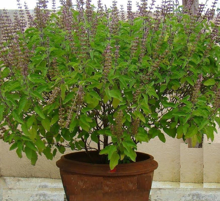 Original Greem Rama Tulsi Live Plant||Good For Home Outdoor Gardening Herbal Plant Tulsi Plant With Black Plastic Pot (Tulsi Plant)