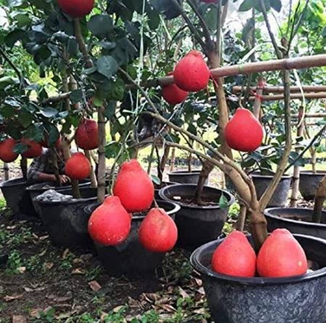 See full amazon price history chart for NEW DEBNATH NURSERY Red Jambura Pomelo Gaint Chakotra Batabi Lebu Fruit (Air layered/Grafted) Live Plant NEW DEBNATH NURSERY Red Jambura Pomelo Gaint Chakotra Batabi Lebu Fruit (Air layered/Grafted) Live Plant (B0BSDFDDP9) Amazon Price History, Amazon Price Tracker