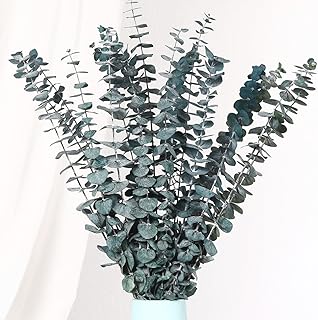 20 PCS Dried Eucalyptus Stems, 17'' Natural Real Live Blue Eucalyptus Leaves Branches Hanging