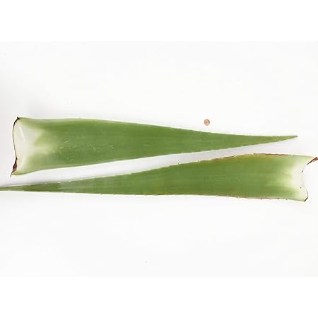 2 x Bestes Bio Aloe Vera Blatt - Barbadensis Miller