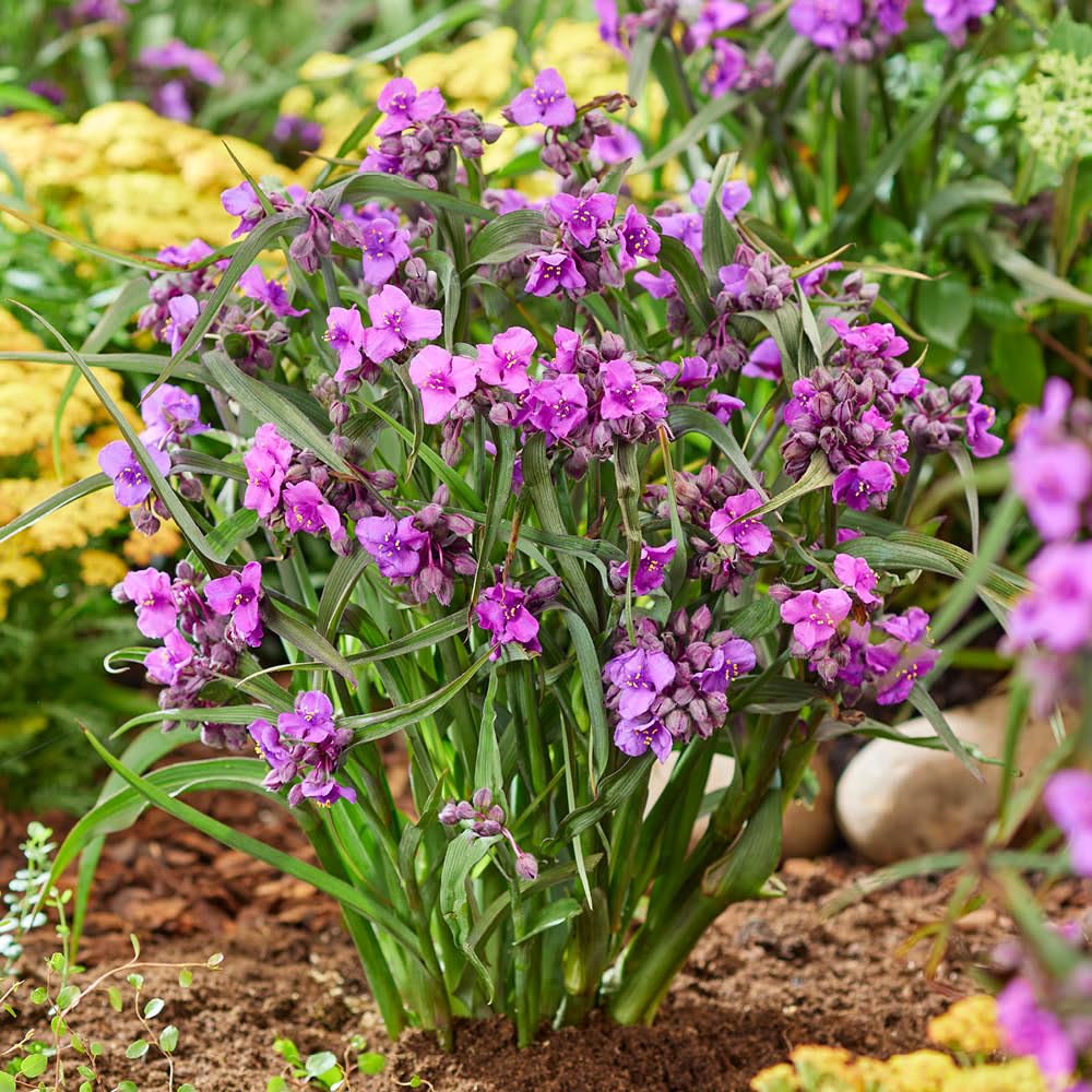 YouGarden Spider Lily 'Brainstorm', Established Tradescantia in 9cm Pot, Stunning Variegated Foliage with Summer Flowers, Perfect for Pots and Borders