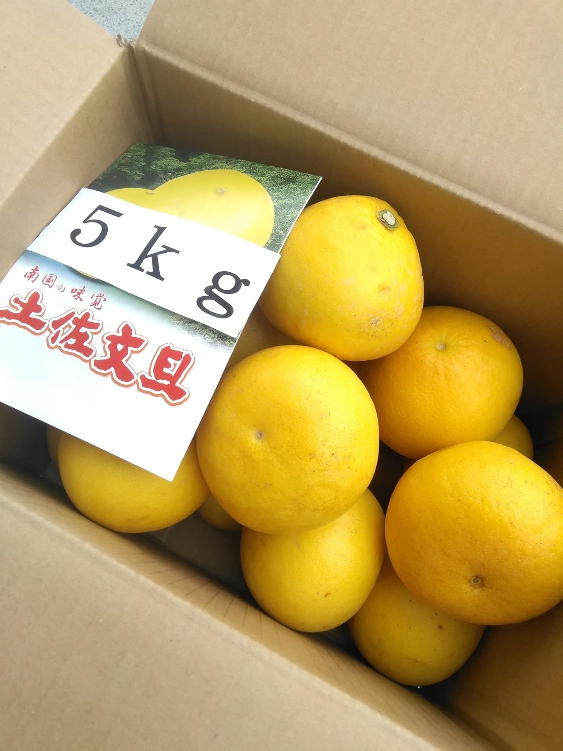 土佐文旦 約５ｋｇ 訳あり文旦 ご家庭用