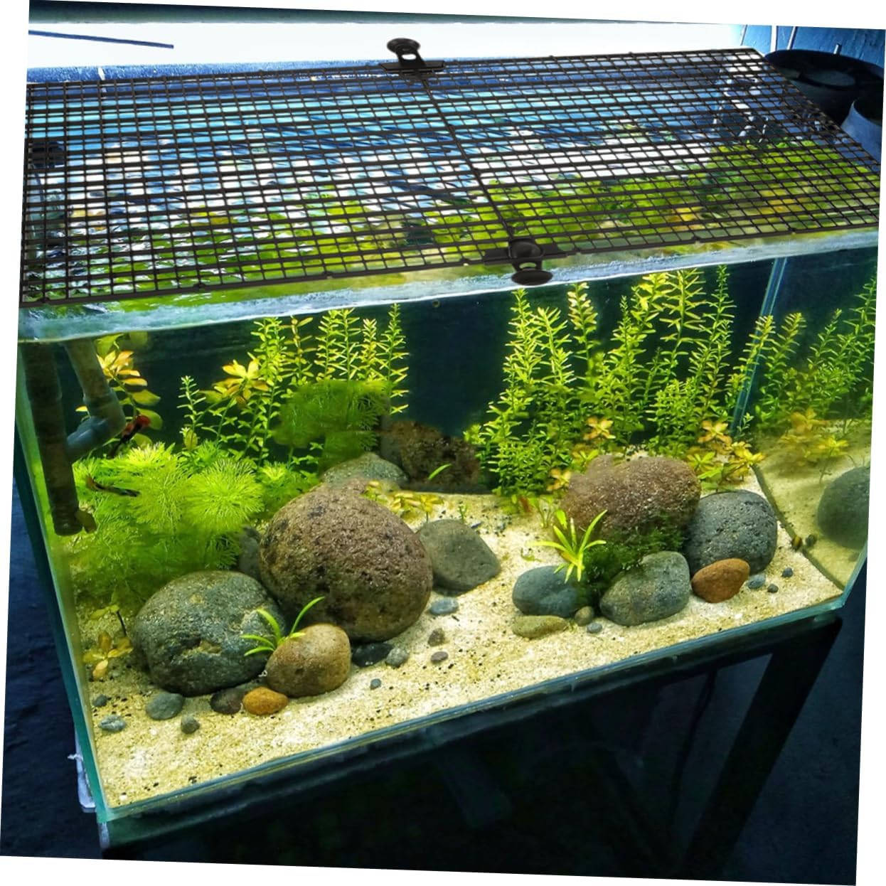 BESPORTBLE 1set Aquarium Divider Isolation Board Panels Cups for Fish Tank Separation Easy Installation Prevents Aggressive Behavior