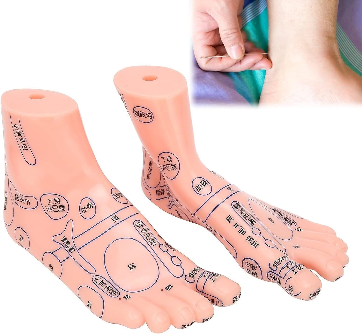 Human Foot Acupuncture Teaching aids Pressure Point Massage Tools, Foot Acupuncture Model, Suitable for Educational Human Model Classroom Research Display School Supplies