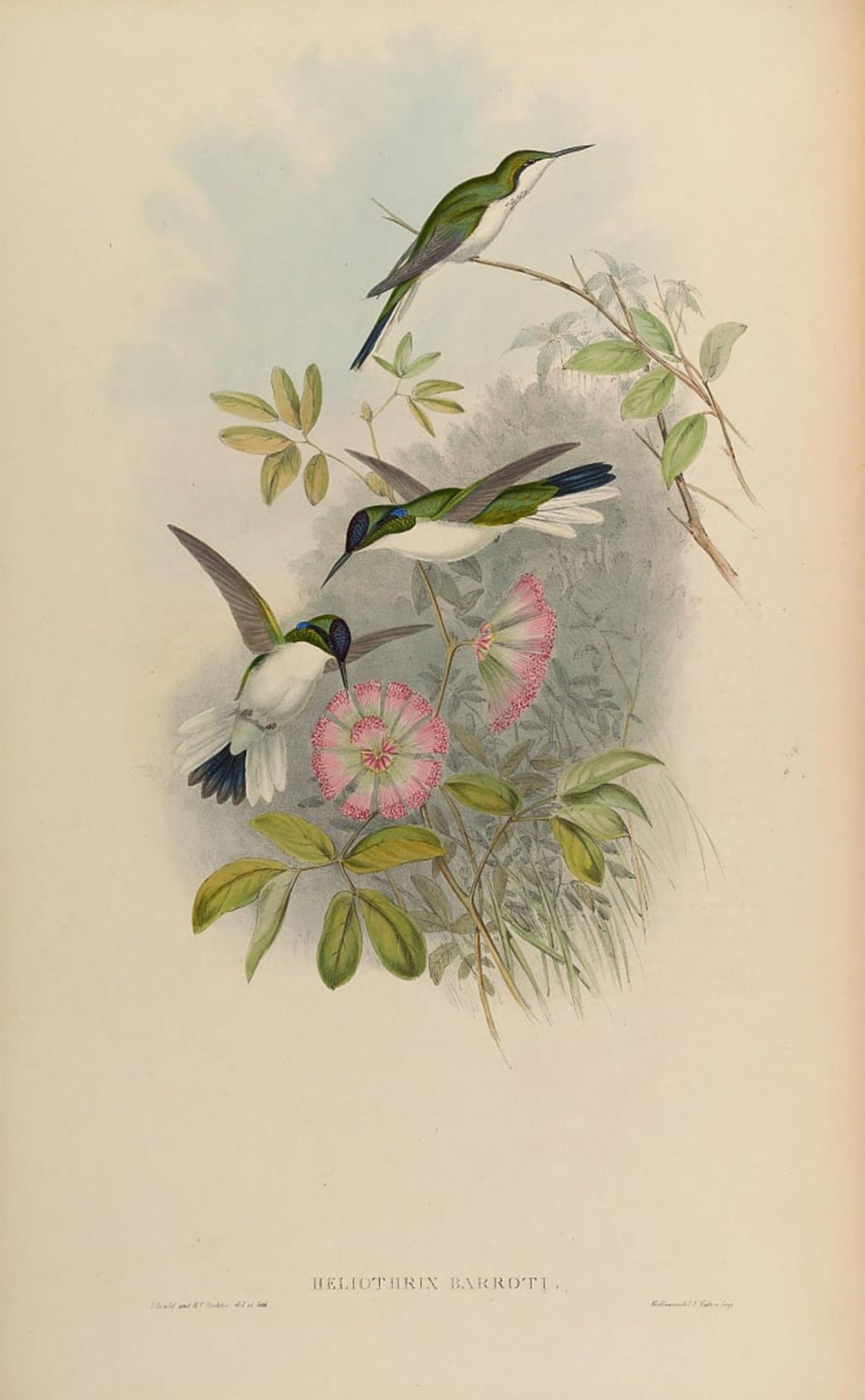 SERENDIPITP Abstract Painting Mural Print Picture Wall Decor Painting Animal Bird Heliothryx Barroti by John Gould Vintage Wall Artwork for Home Decor 60x90cm