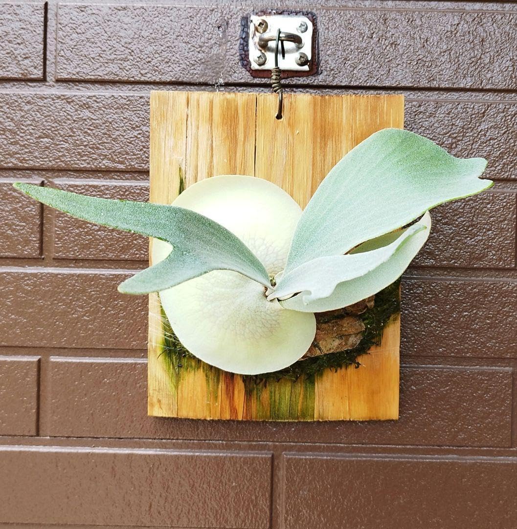 bifur sp.white 真っ白E-1 (oc) 株分 NO.3　ビカクシダ bifur sp.white (oc) 株分 ビカクシダ bifur sp.white 真っ白E-1 (oc) 株分