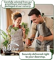 Vista 6 de Ficus Tree - Paquete de 5 plantas de inicio en macetas de 2 pulgadas, variedad de variedades, impresionante planta interior de fácil cuidado