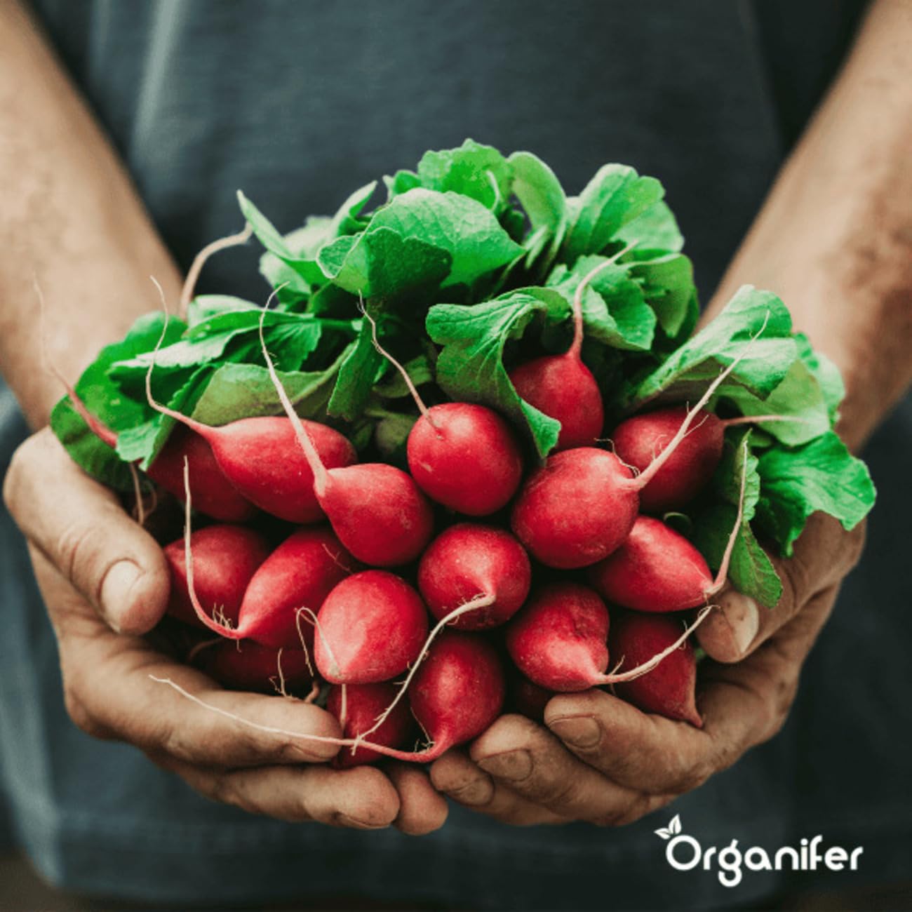 Paquete De Semillas De Lechuga | Semillas De Lechuga - Semillas De Rúcula - Semillas De Perejil - Semillas De Rábano - Cerezas De Piña - Organifer