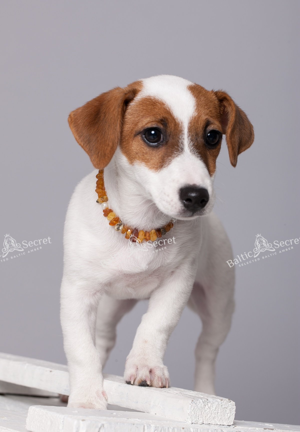 Collare in ambra baltica per cani e gatti, 100% vera ambra baltica grezza/modo naturale di proteggere il vostro amico a quattro zampe, opzioni di taglia da 20 cm a 60 cm, MLTpW20