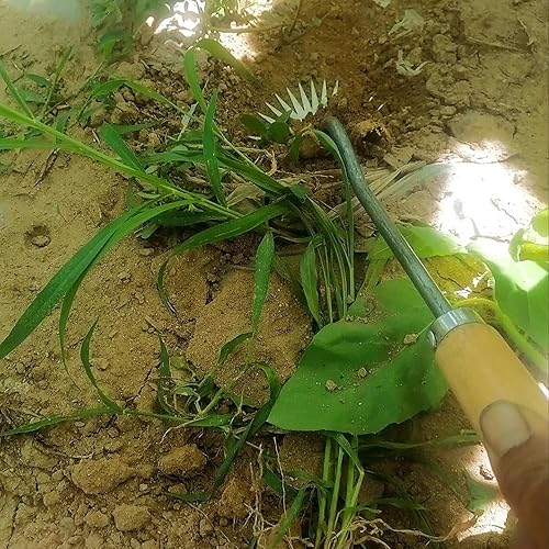 Miniatura 6 de Herramienta de deshierbe de artefactos de deshierbe de desarraigo 2023, extractor de malezas forjado de acero al manganeso, 4 dientes, desmalezadora