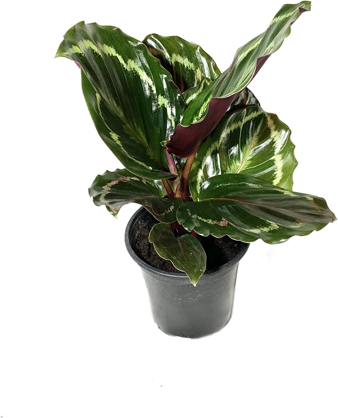 Calathea Medallion - Live Plant in a 4 Inch Pot - Calathea Roseopicta - Beautiful Easy to Grow Air Purifying Indoor Plant