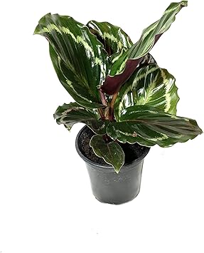 Calathea Medallion Live Plant