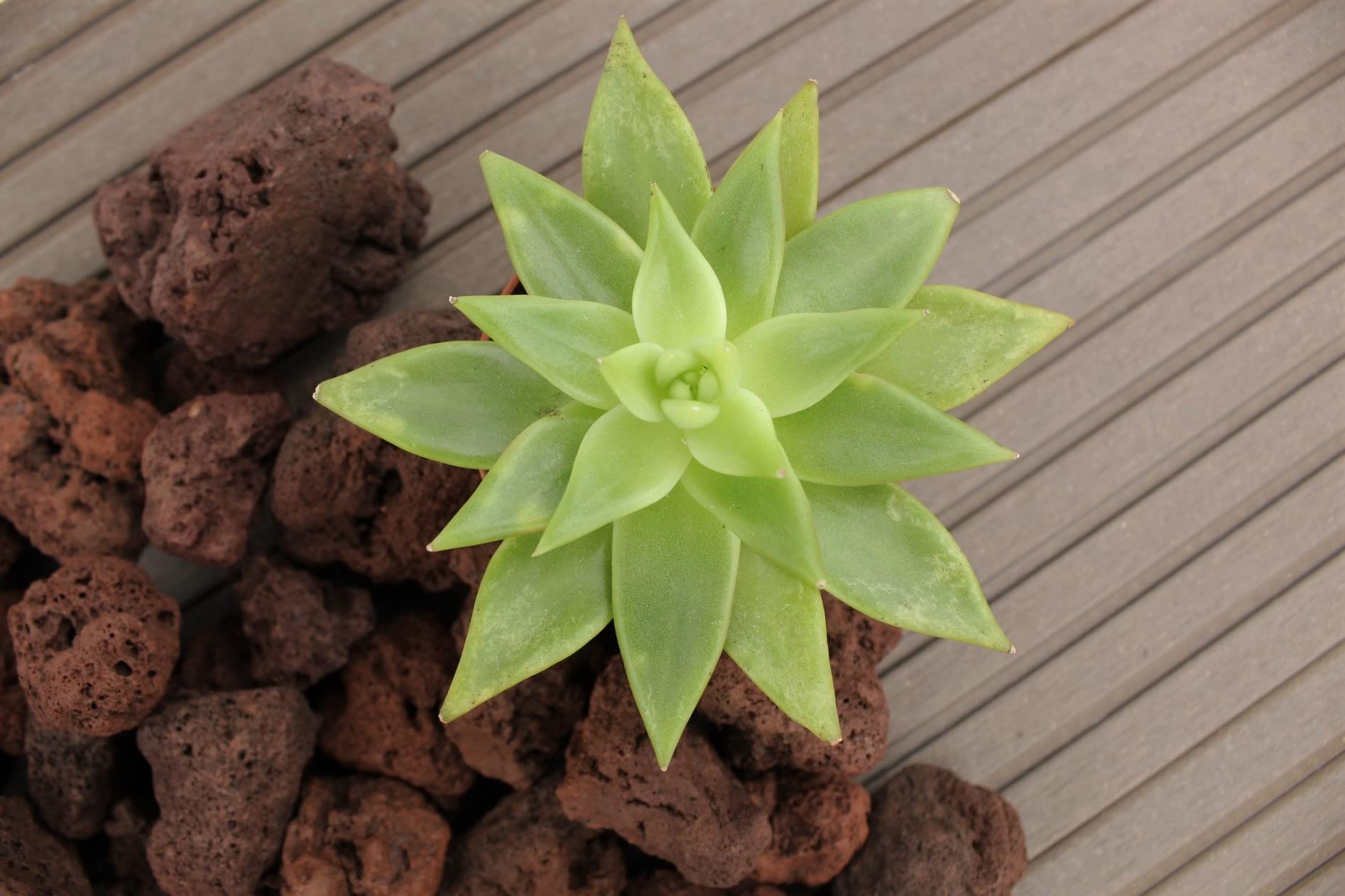 Ziersplitt 5 kg Splitt gewaschen Ciotollo Lapillo Körnung 20-40 mm Gabionenfüllung Deko Garten