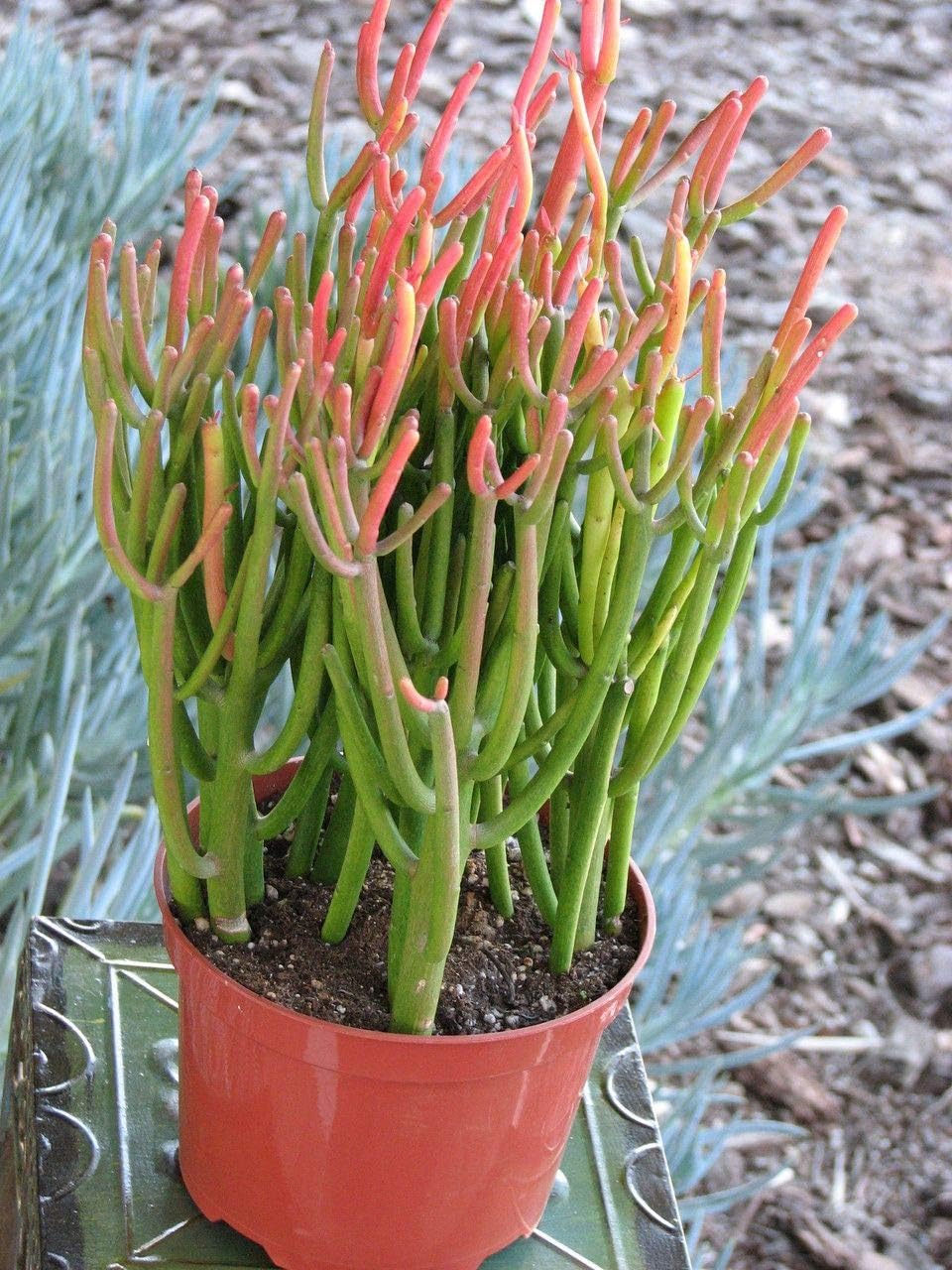 Pencil Cactus - Live Plant in an 8 Inch Pot - Euphorbia Tirucalli - Beautiful Indoor Succulent Houseplant