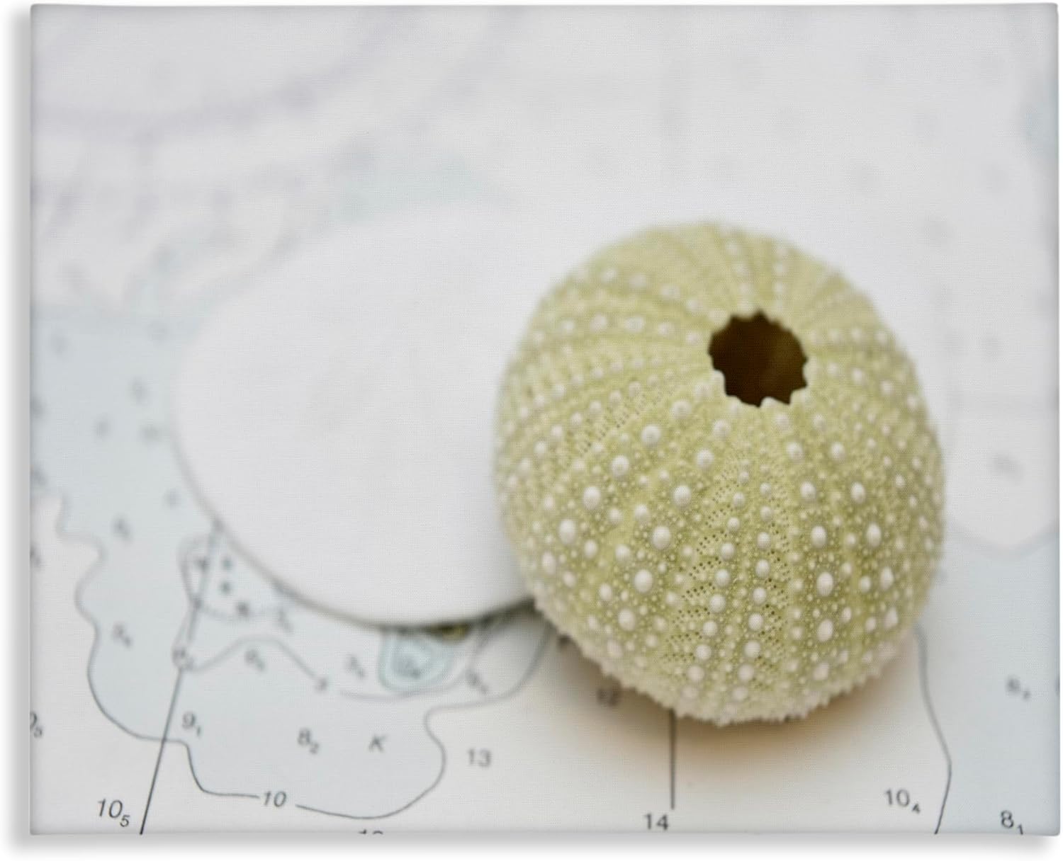 Stupell Industries Aquatic Sea Urchin Canvas Wall Art Design by Savanah Plank, 30 x 24