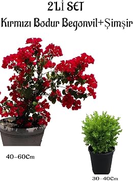 K rm z  Renk Bodur Begonvil Fidan 40-60+ al   im iri 2li Set Saks l  Bah e Bitkisi, BTS001NA0917