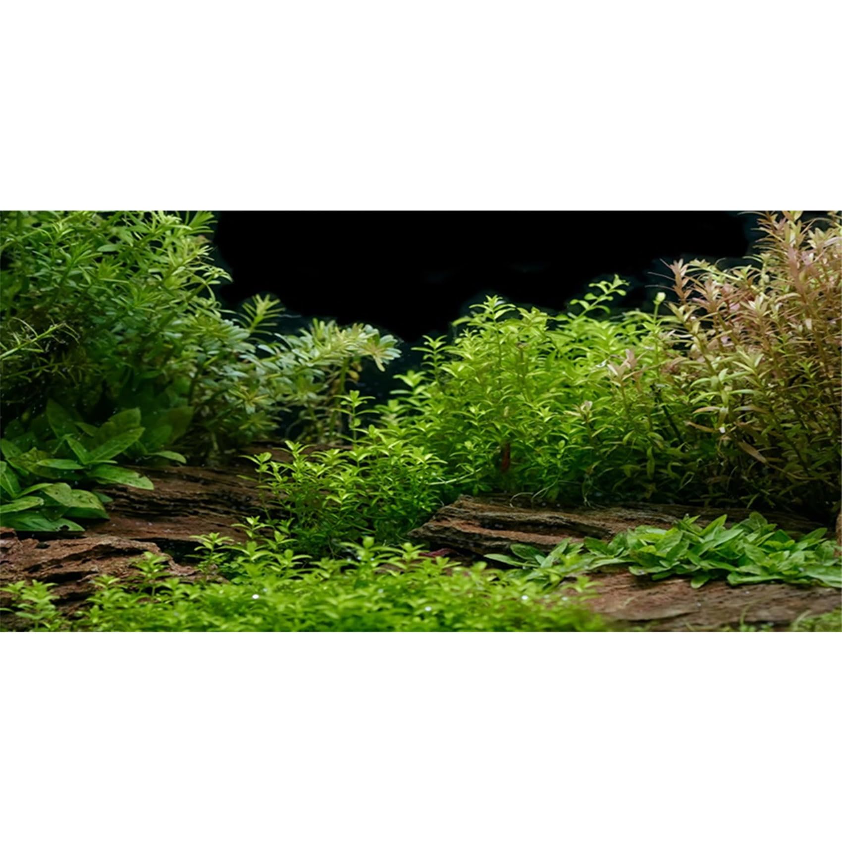 120x61cm Waterfall Aquarium Background Forest Park Green Tropical Plants Fish Tank Background Reptile Habitat Background Vinyl Background — view 8