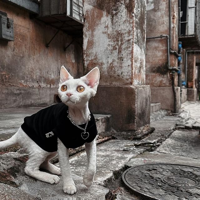 Foto 5 de 6 de Sphynx - Ropa de verano para gatos, de algodón, elástica y cómoda, sin pelo, ropa para gatos Devon Rex…