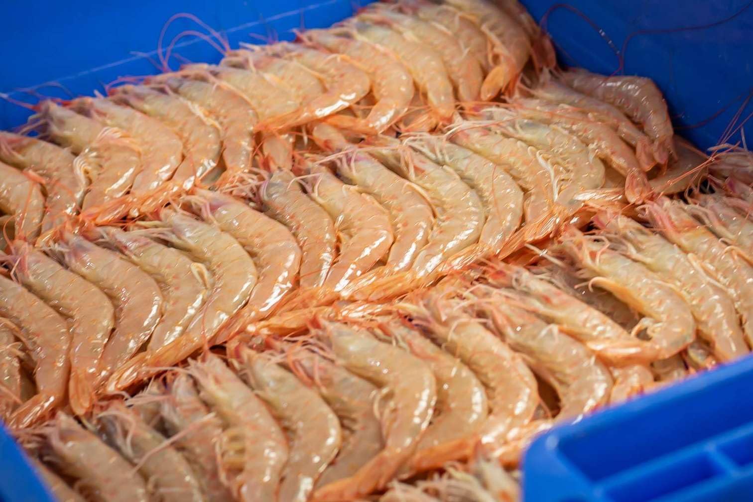 Gamba Blanca de Huelva - Pescadería Premium - 1 kg -Pescado y Marisco Fresco de Lonja (1 kg, Gamba Blanca) - 1