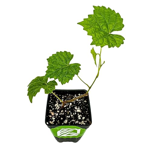 Alachua Muscadine Grape Vine - Vitis rotundifolia - Wellspring Gardens Starter Plant - Live Plant for Outdoor Gardens - Vigorous Grapevine Plants - Ideal for Fruit Gardening in Patio and Garden - Alachua Muscadine