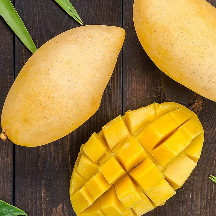 ❹ナンドクマイマンゴー耐寒性台木 Amazon.co.jp: マンゴーの苗木 品種:ナンドクマイ 6号硬質ポット