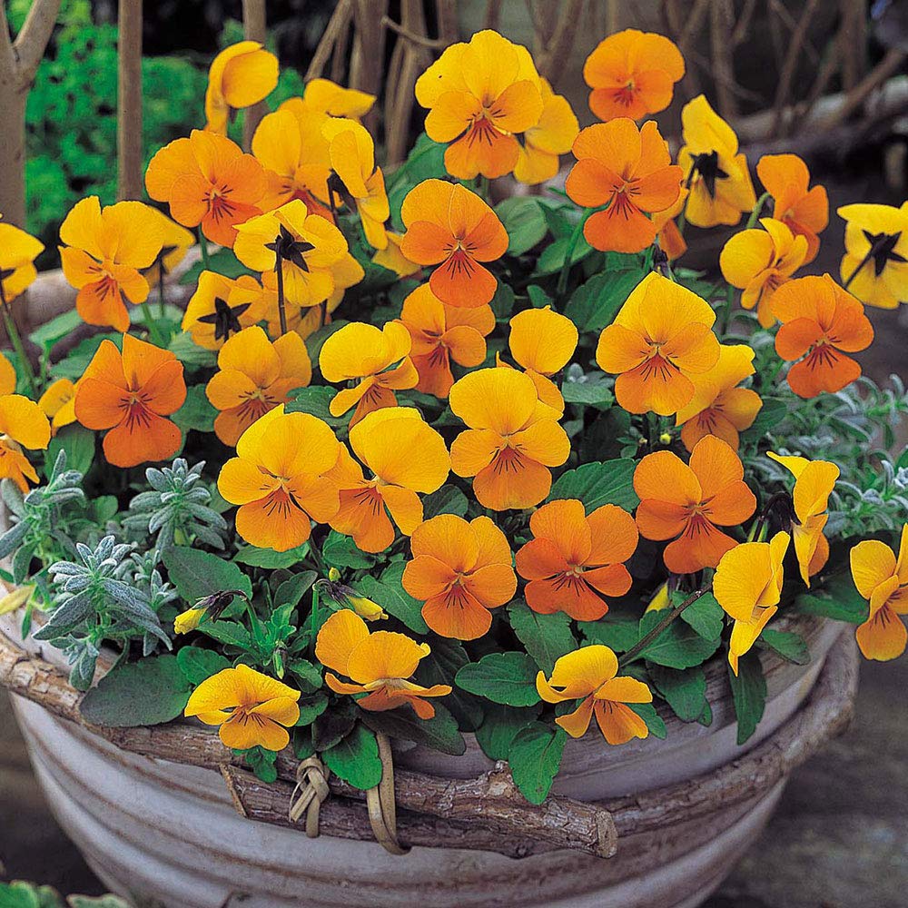 Amazon | ビオラ ビビ クリアオレンジ ポット苗 1個 パンジー ビオラ