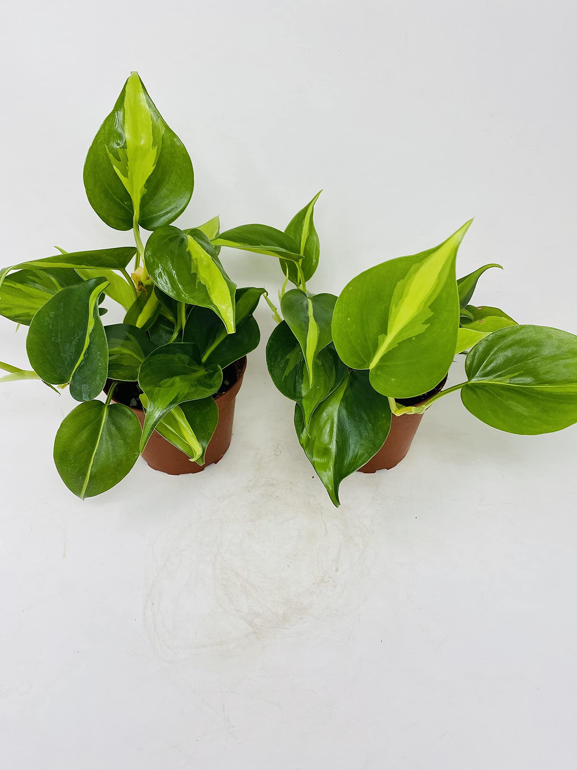 Amazon.com : JM BAMBOO Brazil Leaf Philodendron (2 Pack) 4inch pots- Great  House Plants : Patio, Lawn & Garden
