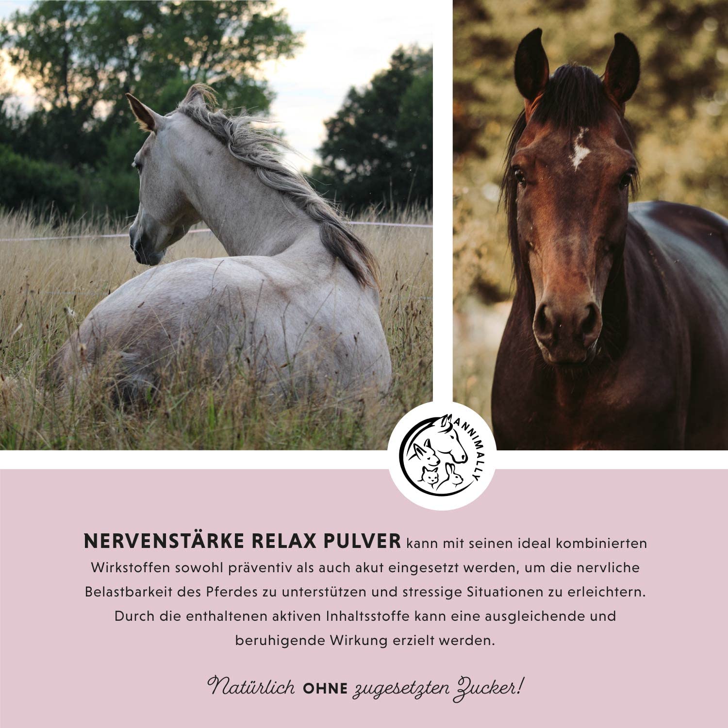 Annimally Nervenstärke - Pferde Relax Nerven Pulver 850g zur Beruhigung beim Pferd - Nervenkräuter mit Magnesium, Tryptophan, Baldrian, Passionsblume & Hanföl gegen Angst, Stress & für Transport