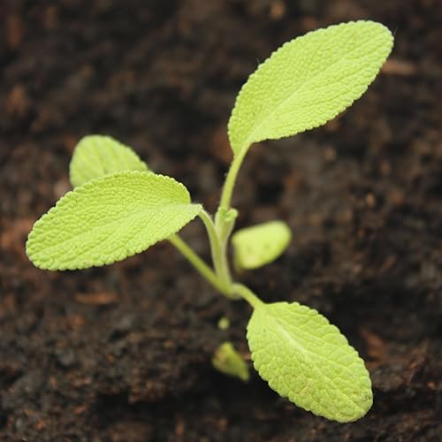 Miniatura 2 de Paquete de 100semillas Broad Leaved zacate Sage Salvia Officinalis non-gmo semillas por las necesidades de semillas