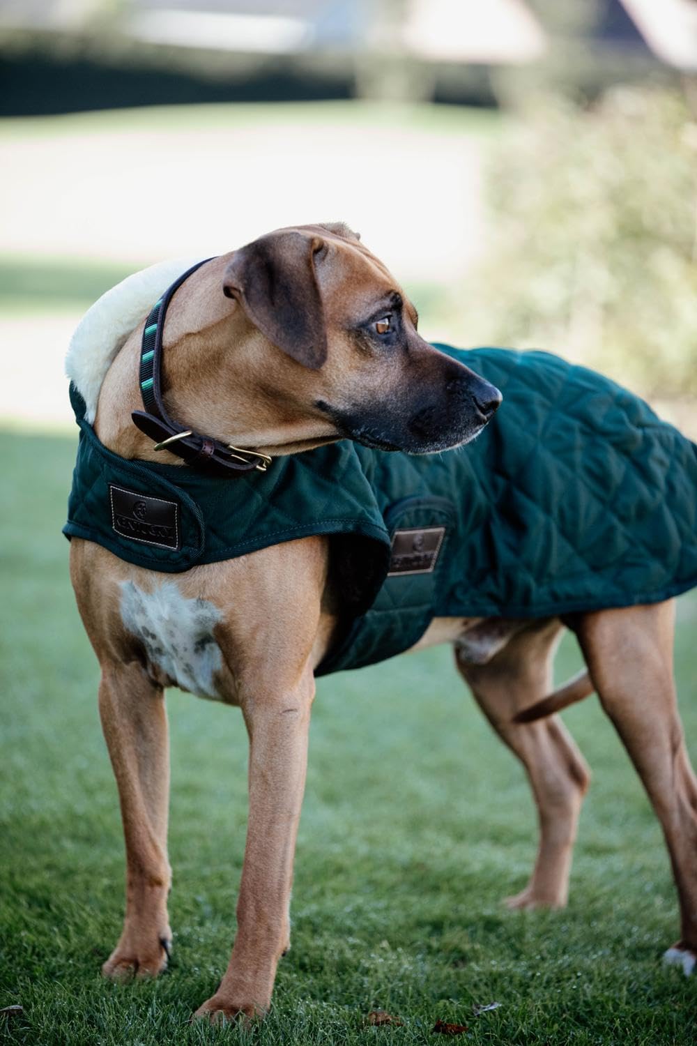 Kentucky - Manteau pour chien - Vert foncé - XS - 28-33cm
