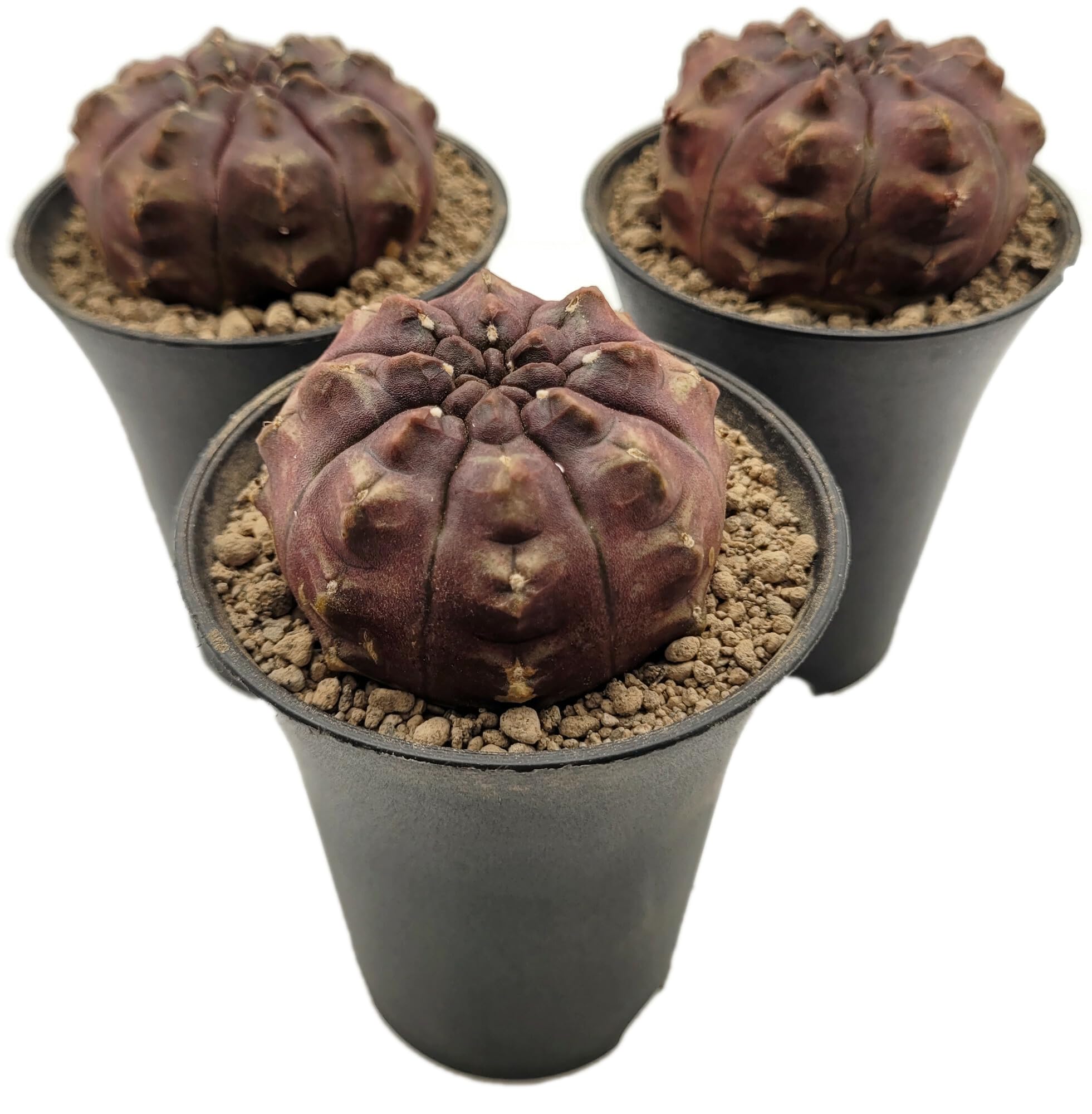 Fangblatt - Gymnocalycium mihanovichii 'Daydream' - japanischer Kaktus -  pflegeleichte Zimmerpflanze : Amazon.de: Garten