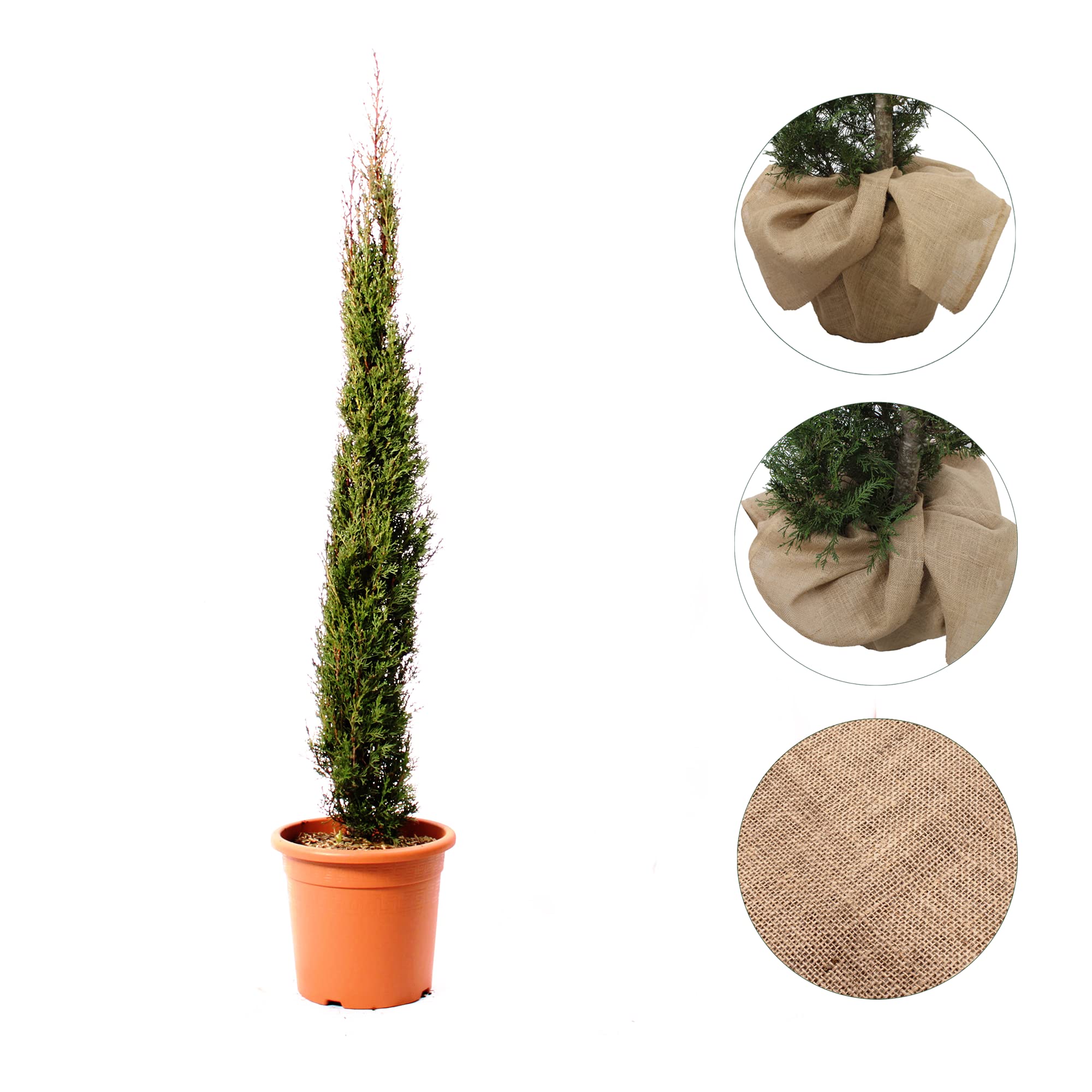 KENTIS - Cupressus Sempervirens Totem z Dekoracja Wazonu z juty - Cyprys Zimozielona roślina żywopłotowa - wys. 125-150 cm Doniczka do uprawy Ø 24 cm z jutą