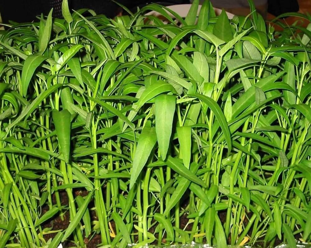 Green Water-Spinach Seeds Pack of 127-image-44