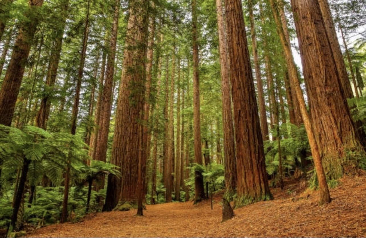 Amazon.com : Coast Redwood Tree Seedling - Sequoia sempervirens