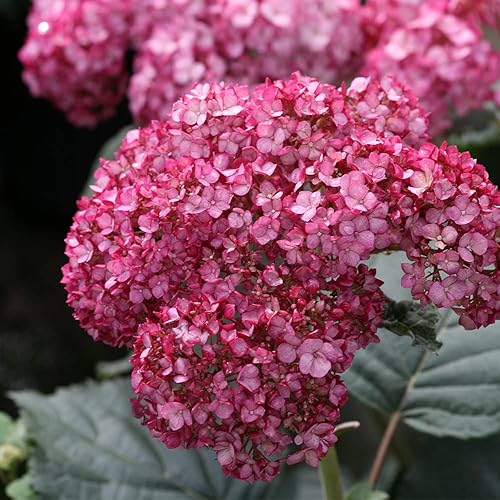 Vista 2 de 0.07oz Proven Winners Hydrangea Invincibelle Ruby