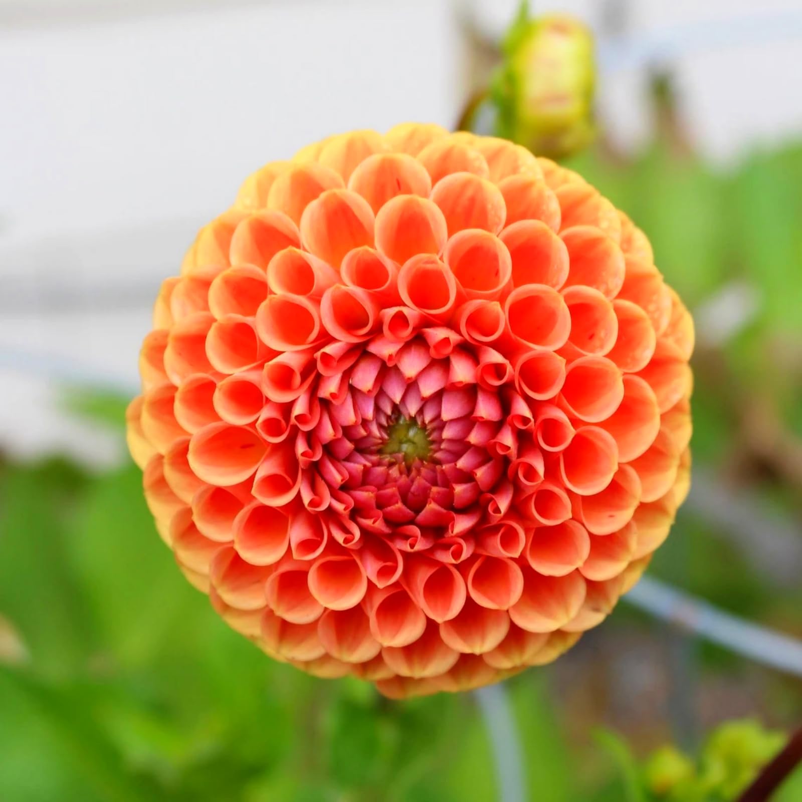 Dahlia para la siembra de primavera - Ideal para la siembra y la decoración de interiores-10bulbos-d