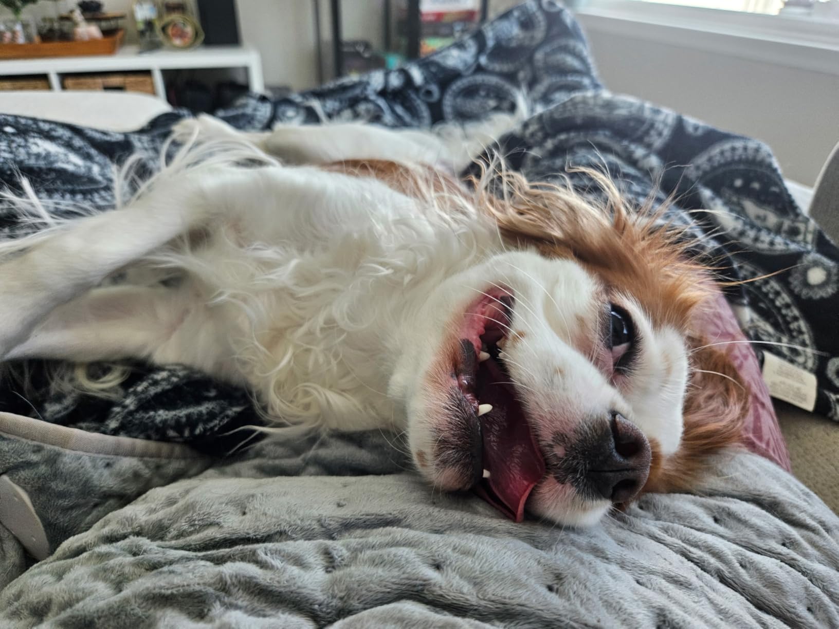 Stella & Chewy's Freeze-Dried Raw Dinner Patties - Chicken Recipe - High Protein Grain-Free Puppy & Dog Food - Perfect For Picky Eaters - 14 oz photo review
