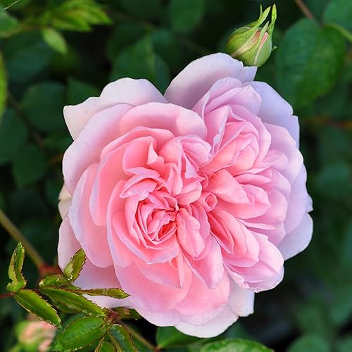 Miniatura 2 de Heirloom Roses Planta de rosas - Bonica® Rosa Rosado, planta viva de paisaje para plantar al aire libre