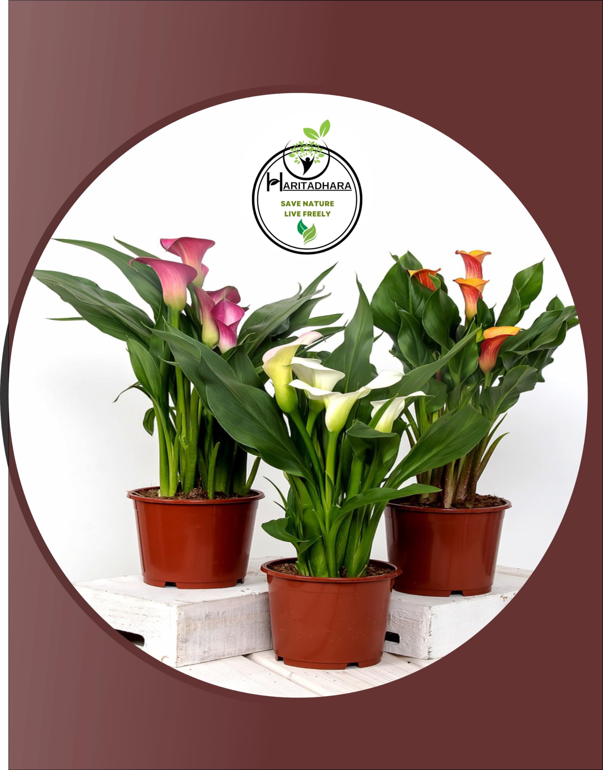 Haritadhara Calla Lily Multicolor Flower Bulbs Multi-Qty Packs Best For Home Gardening(Pack of 8+2 Free Bulbs) Special for Nature Lovers (B0BT1RWQHX) Amazon Price History, Amazon Price Tracker