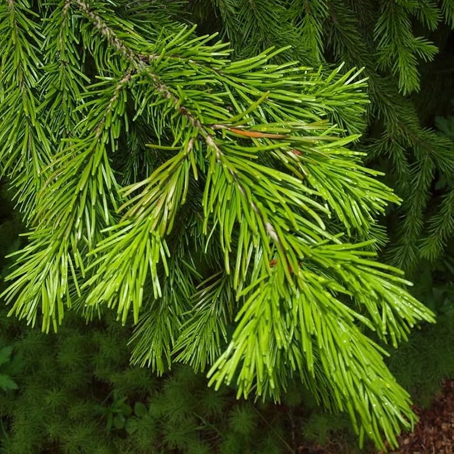 【 sykia 】Rainy Day Branches Pierce Picea sitchensis (Sitka Spruce) – 10,000 Things of the